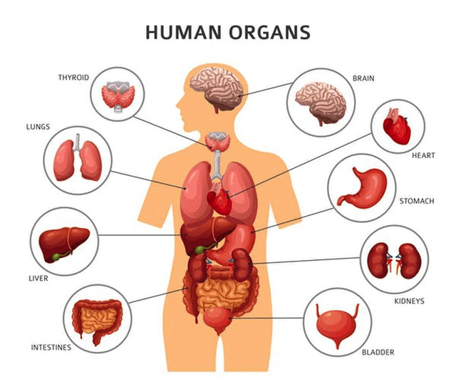 Bật mí Các Bộ Phận Của Cơ Thể người 